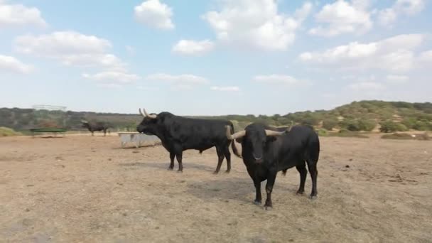 Aerial Footage Couple Angry Bulls — Stock video