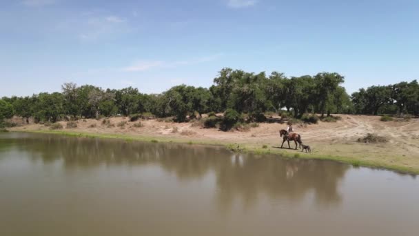 Aerial Footage Man Riding Horse Lake Dog — Stockvideo