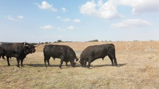 Footage Couple Angry Bulls Fighting Field — Αρχείο Βίντεο