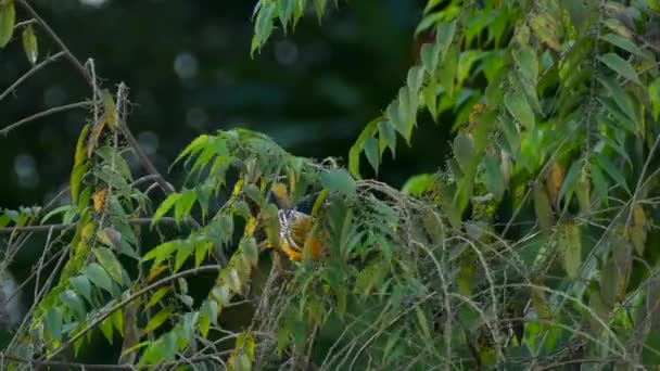 Spot Prsa Oriole Pták Pohybující Podél Pobočky Stromu Kostarika Uzamčeno — Stock video