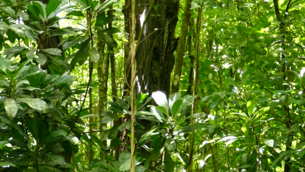 Buntspecht Pickt Regenwald Costa Ricas Baumstamm Specht Auf Nahrungssuche Auf — Stockvideo