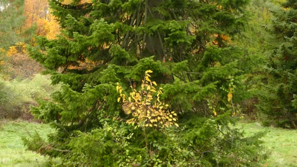 Bomen Veranderen Van Kleur Tijdens Herfst Mooi Landschap Canada — Stockvideo