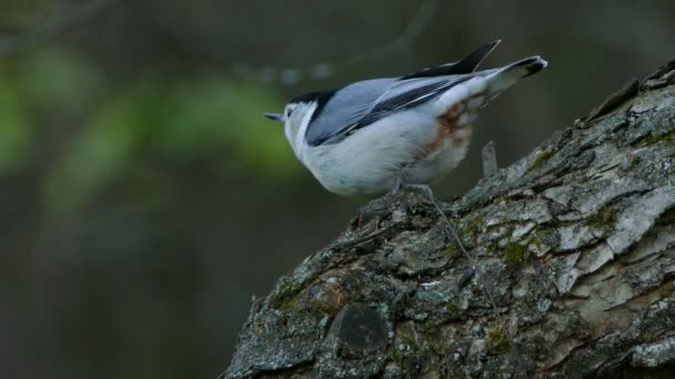 White Bird Black Top Sits Perched Tree Trunk Pecks Wood — Stock Video