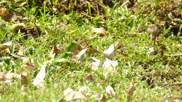 Young Green Iguana Poking Its Head Out Grass Speeding Grassy — Stock Video