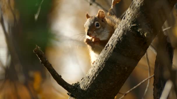 Niedliches Amerikanisches Rotes Eichhörnchen Isst Nuss Während Auf Einem Ast — Stockvideo