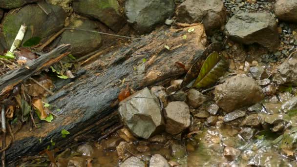 Una Colonia Hormigas Caminan Rama Cruzando Río Costa Rica Animales — Vídeo de stock