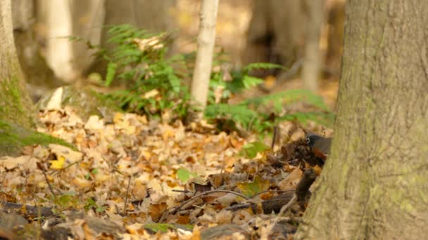 Wild American Robin Beautiful Fall Landscape Songbird Natural Forest — 비디오