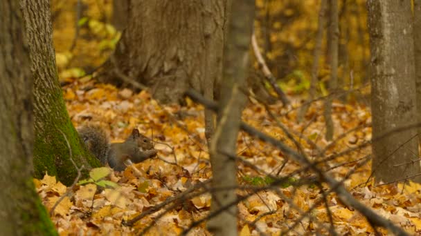 Squirrel Harvesting Nuts Acorns Fall Season Beautiful Natural Forest Environment — Stockvideo