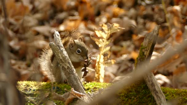 Cute Baby Squirrel Sits Mossy Log Nibbles Some Grains Dense — Vídeos de Stock