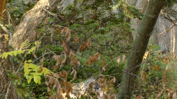 Small Bird Hops Branch Branch Playfully Dense Wooded Forest — Vídeos de Stock