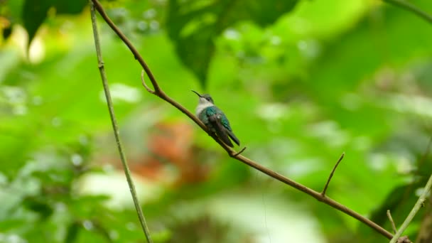 Small Green Tropical Bird Sitting Branch Extending Its Tongue Close — Vídeo de stock