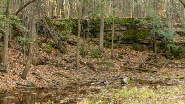 Squirrel Comes Tree Moves Pond Drink Water Season Fall — Video Stock