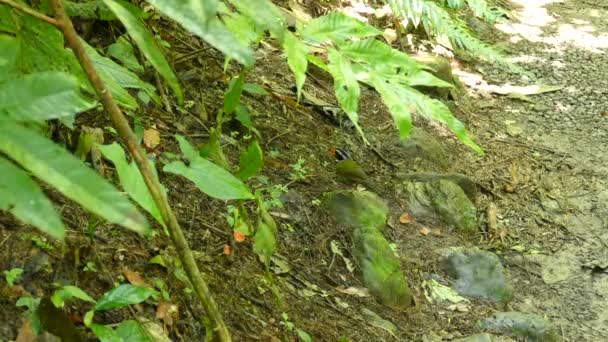 Green Little Bird Black Head Walking Forest Ground Costa Rica — Stockvideo