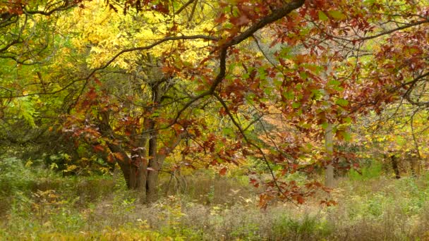 Folhas Caindo Belas Árvores Coloridas Durante Queda — Vídeo de Stock