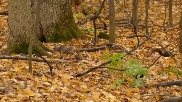 Wilde Dieren Planten Het Najaar Eekhoorns Het Bos Zoek Naar — Stockvideo