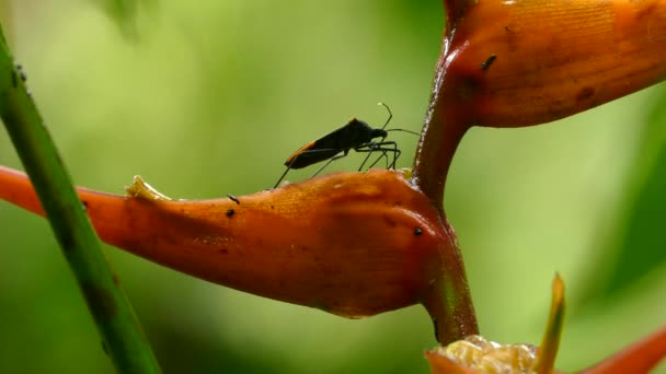 Black Bug Sits Still Orange Plant Middle Forest Costa Rica — Stock videók