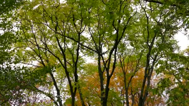 Дерево Залишає Кольори Під Час Осені Сценічний Ландшафт Природи — стокове відео