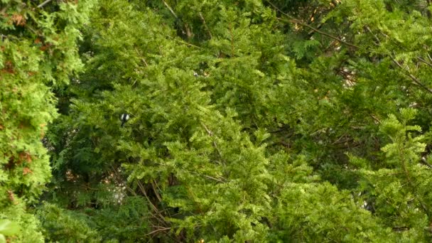 Μαύρο Και Άσπρο Πουλί Πετάει Γύρω Και Κουρνιάζει Πράσινο Δέντρο — Αρχείο Βίντεο