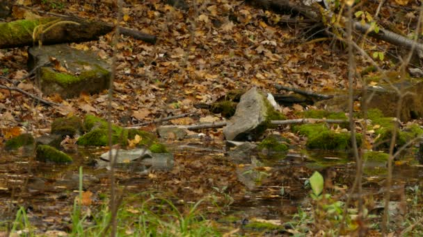 Pequeña Ardilla Moviéndose Través Del Suelo Del Bosque Durante Otoño — Vídeos de Stock