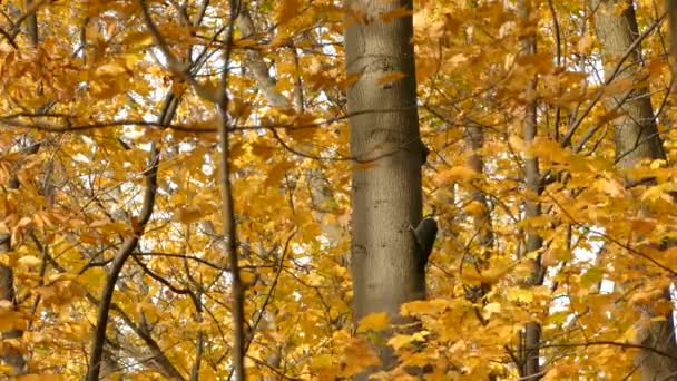 Sbíraný Datel Stromě Odlétá Obklopený Oranžovými Podzimními Listy — Stock video