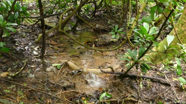 Petit Ruisseau Coule Avec Eau Traverse Forêt Tropicale Costa Rica — Video