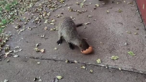 African Banded Mongoose Mange Œuf Cru Fissuré Sur Chemin Béton — Video