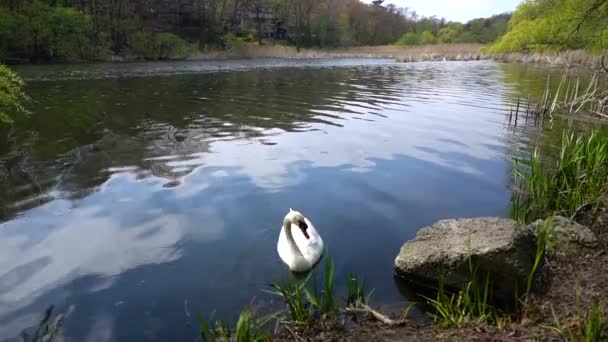 Cygne Blanc Pagayant Paisiblement Dans Eau Sur Lac — Video