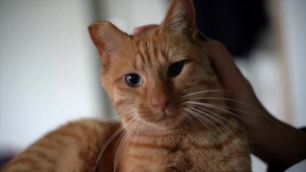 Спасти Рыжую Кошку Порезанным Ухом Получающую Любовь Глядя Камеру — стоковое видео