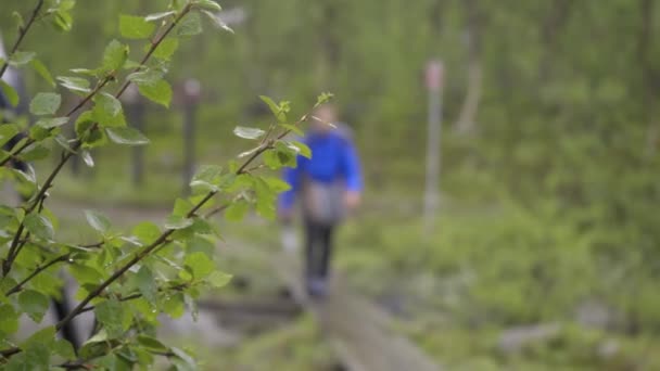 Man Hiking Forest Trial Rain — Stock Video
