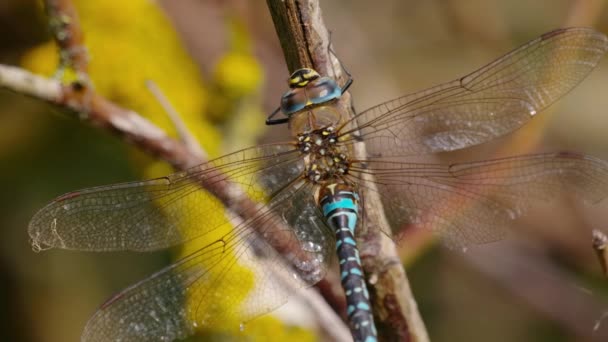 Libellula Blu Verde Seduta Sul Ramo Usando Gambe Pulire Testa — Video Stock