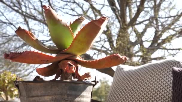 Pan Left Right Aloe Plant Decoration Farm Porch South Africa — Vídeo de Stock