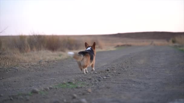 Pembroke Welsh Corgi Lassan Fut Egy Szürke Országúton Egy Dél — Stock videók