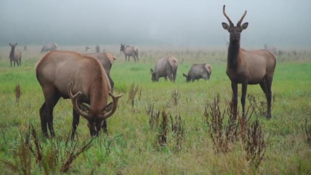 Herd Elk Grazing Field Misty Morning Fall — стоковое видео