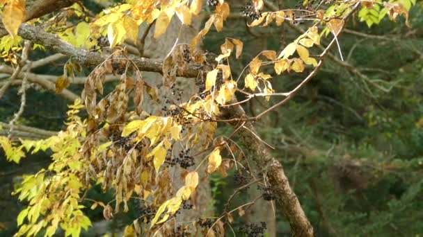 Golden Crowned Kinglet Skaczący Wokół Gałęzi Otoczony Żółtymi Jesiennymi Liśćmi — Wideo stockowe