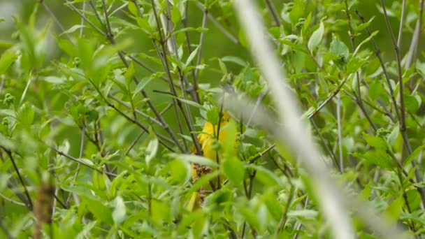 Mignon Oiseau Paruline Jaune Amérique Caché Entre Les Feuilles Vertes — Video