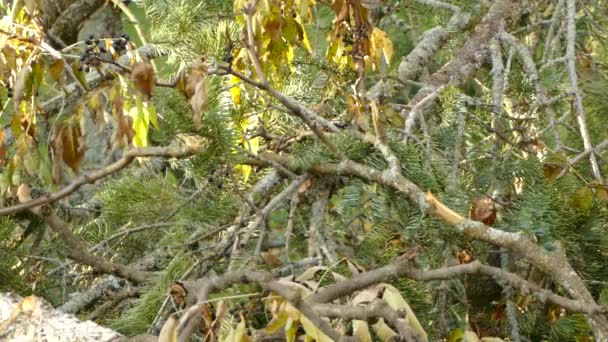 Golden Crowned Kinglet Poszukuje Owadów Których Gospodarzami Martwe Gałęzie Drzew — Wideo stockowe
