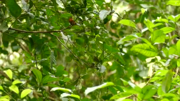 Dot Winged Antwren Walking Branch Flying Away Locked — Stock Video