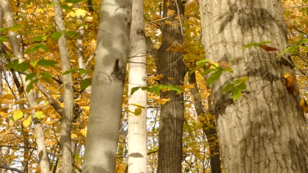 Pileated Woodpecker Climbing Trup Tree Midst Autumn Colored Forest — Stock video