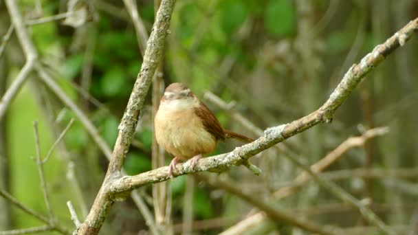 Kahverengi Beyaz Carolinalı Wren Wren Branch Tünemiş Etrafa Bakıyor Kilitli — Stok video