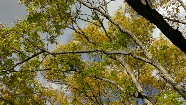 Longos Galhos Árvores Floresta Decídua Com Várias Aves Voando Redor — Vídeo de Stock