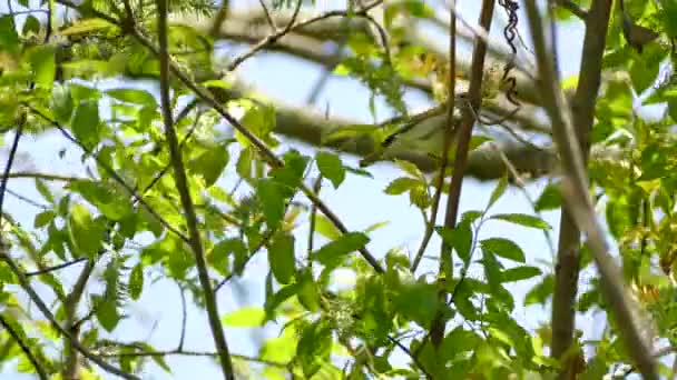 Oiseau Viréo Aux Yeux Rouges Perché Sur Une Branche Mangeant — Video