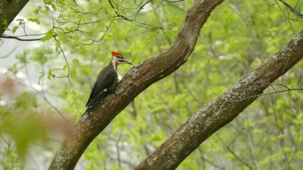 Pileated Woodpecker Escalada Galhos Árvores Floresta Procura Insetos Para Comer — Vídeo de Stock