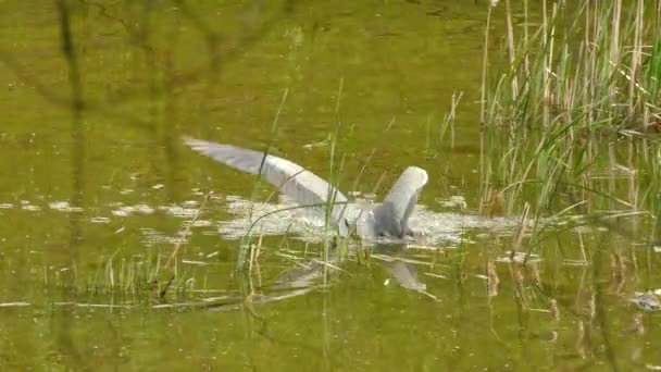 Great Blue Heron Stänk Runt Vattnet Liten Sjö Eller Flod — Stockvideo