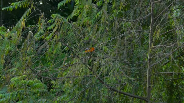 Baltimore Oriole Ağaç Dalına Tünemiş Sonra Büyük Öpücükler Katılmış Kilitli — Stok video