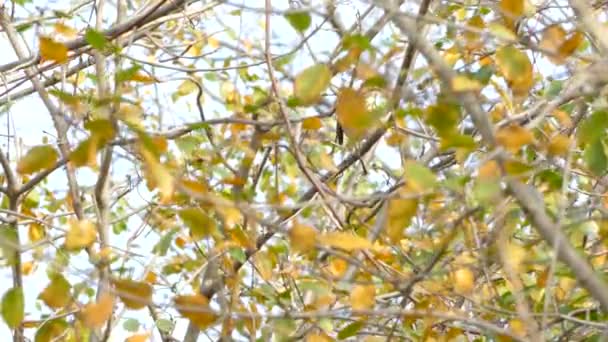 Einsamer Swainsons Drosselvogel Versteckt Sich Zwischen Herbstblättern Und Ästen Wald — Stockvideo