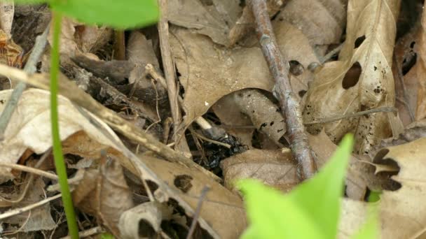 카펜터 개미는 바닥에서 부딪혀 잎으로 싸우고 차단되다 — 비디오