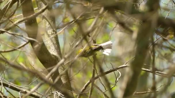 Zwarte Gewerpte Groene Warbler Die Langs Boomtakken Beweegt Volg Shot — Stockvideo