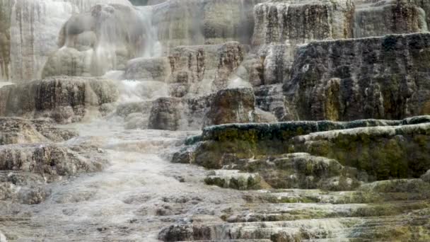 Mammoet Hot Springs Yellowstone National Park Oververhit Water Stroomt Langs — Stockvideo