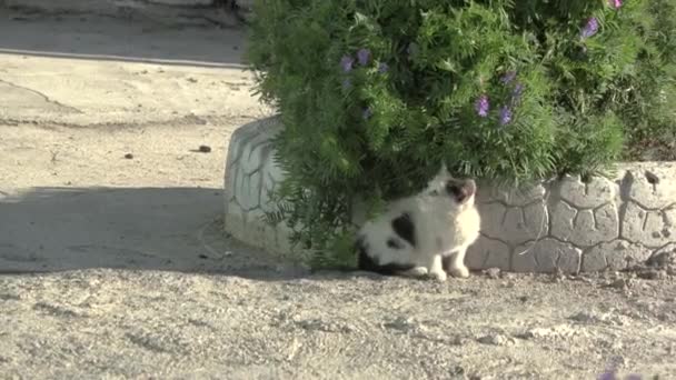 Lonely Stray Kitten Watching Traffic Pass His Hiding Place Remote — Stock Video