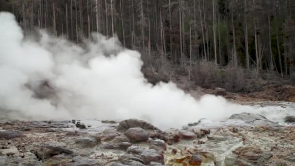 Gejzír Gőzhajó Norris Geyser Medencében Yellowstone Nemzeti Parkban — Stock videók